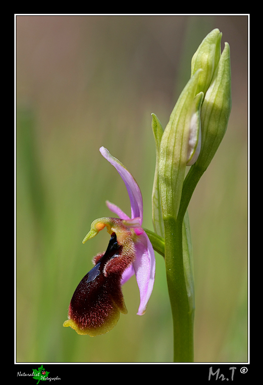 Ophrys lunulata e...