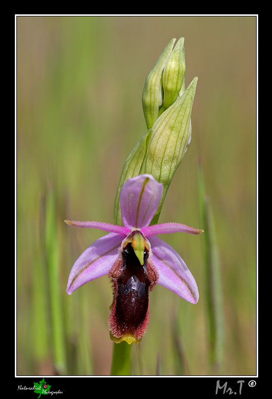 Ophrys lunulata e...