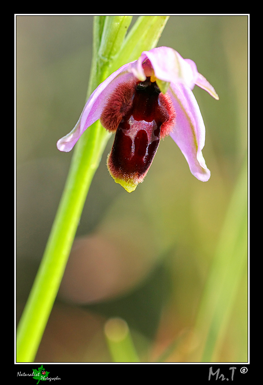 Ophrys lunulata e...