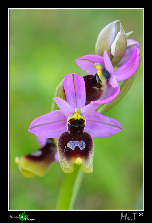 Ophrys lunulata e...