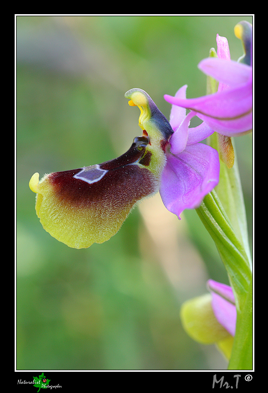 Ophrys lunulata e...