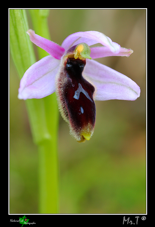 Ophrys lunulata e...