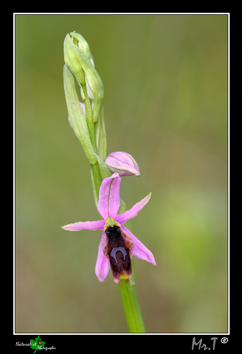 Ophrys lunulata & company