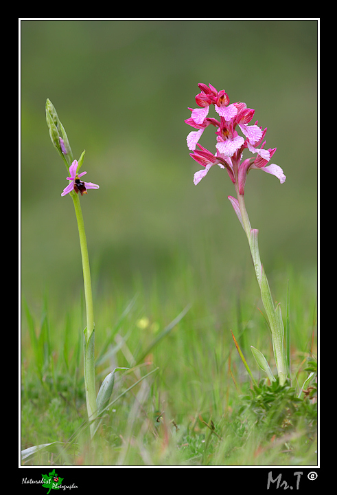 Ophrys lunulata & company