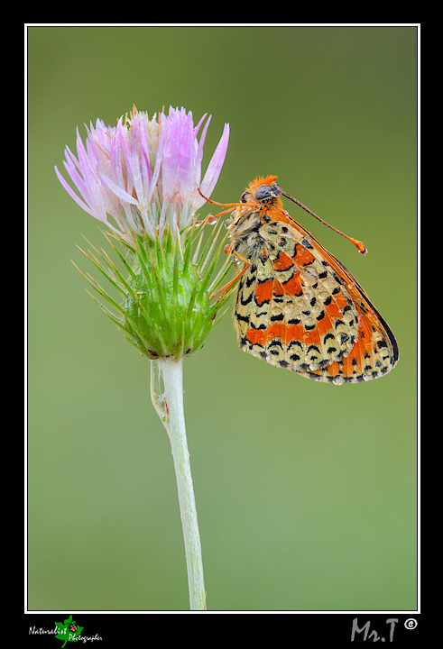 Melitaea da identificare!? aiuto!