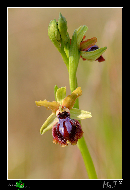 Ophrys garganica