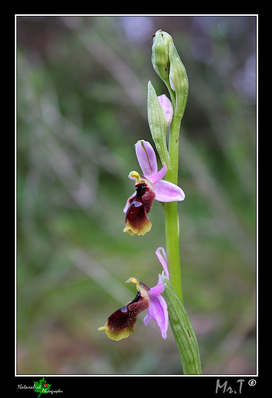 Ophrys lunulata