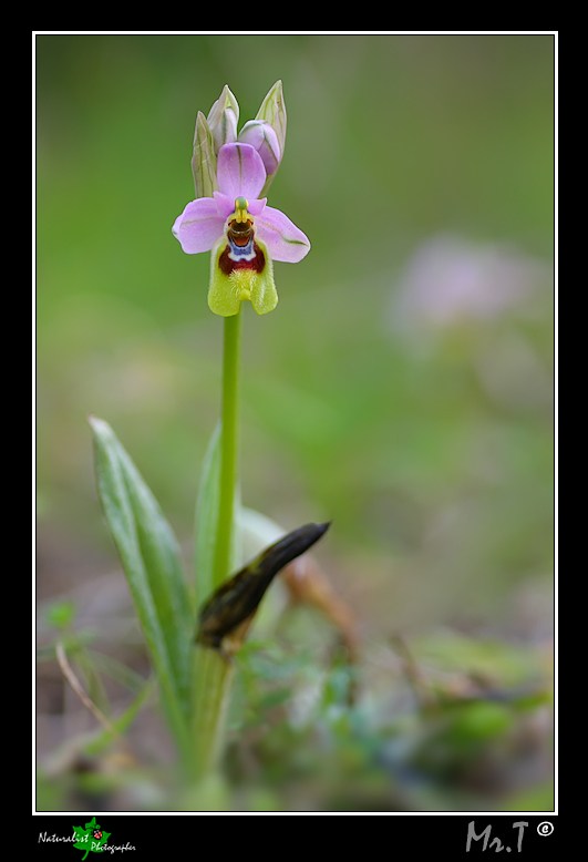 Ophrys tenthredinifera