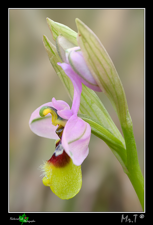 Ophrys tenthredinifera