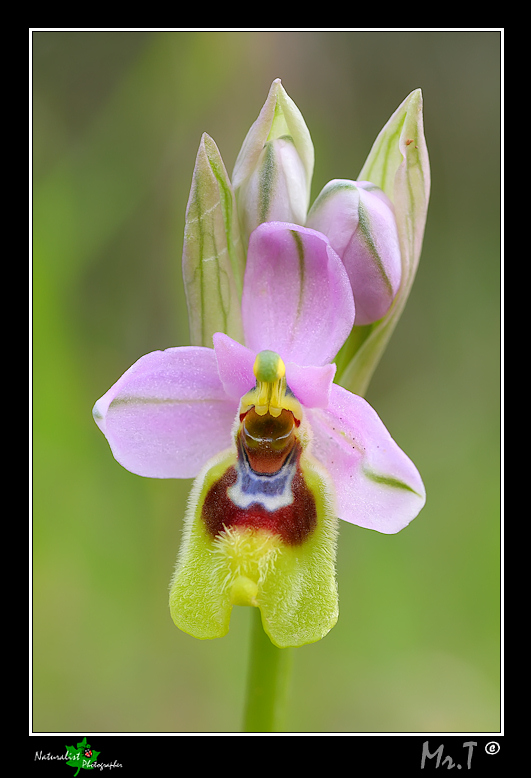 Ophrys tenthredinifera