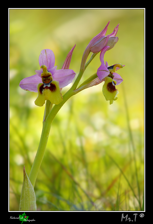 Ophrys tenthredinifera