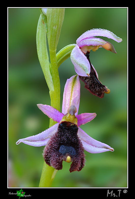 Ophrys bertolonii o explanata?