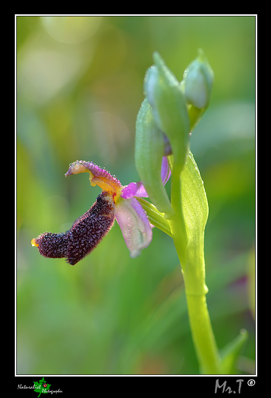 Ophrys bertolonii o explanata?