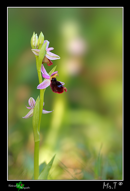 Ophrys bertolonii o explanata?