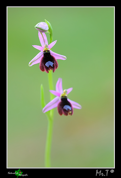 Ophrys bertolonii var. explanata???