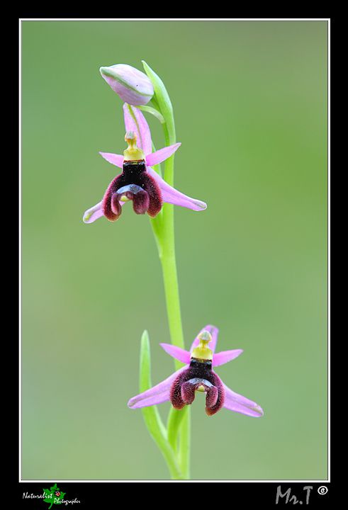 Ophrys xlidbergii .... in compagnia