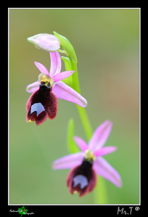 Ophrys bertolonii var. explanata???