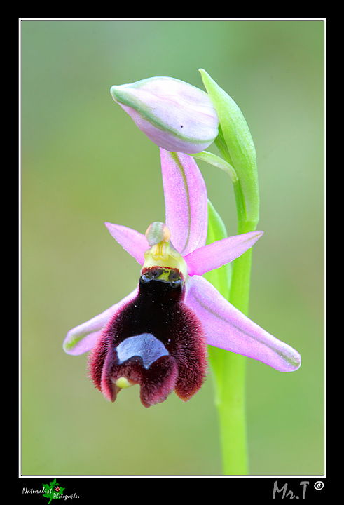 Ophrys bertolonii var. explanata???