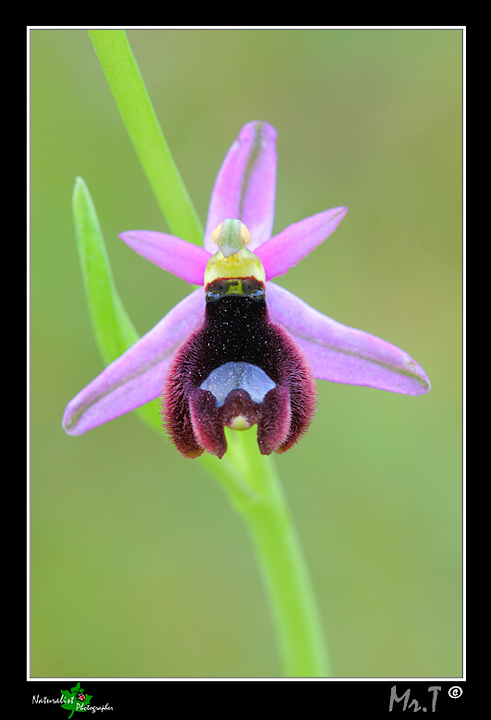 Ophrys bertolonii var. explanata???