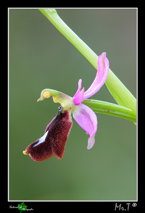 Ophrys bertolonii var. explanata???