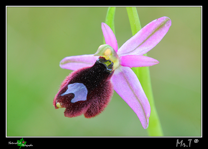 Ophrys bertolonii var. explanata???