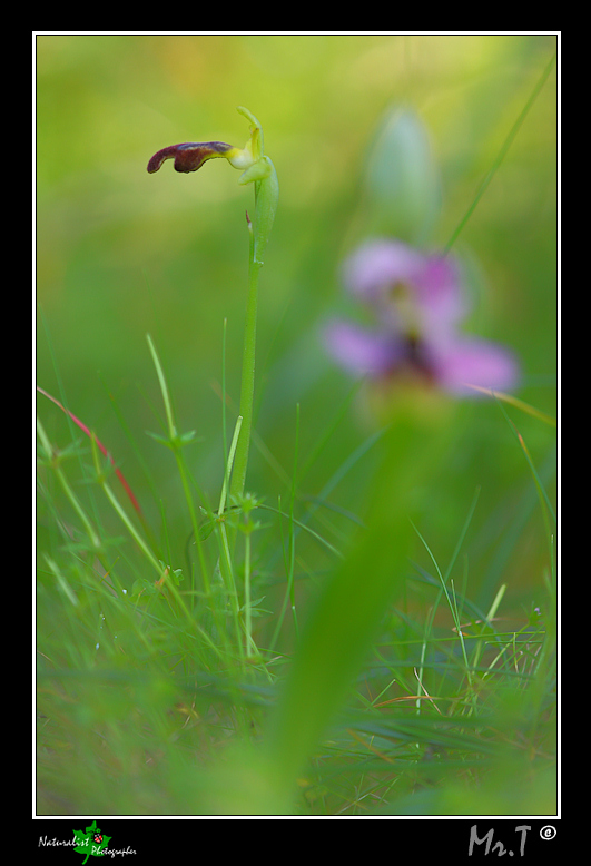 Ophrys xlidbergii .... in compagnia