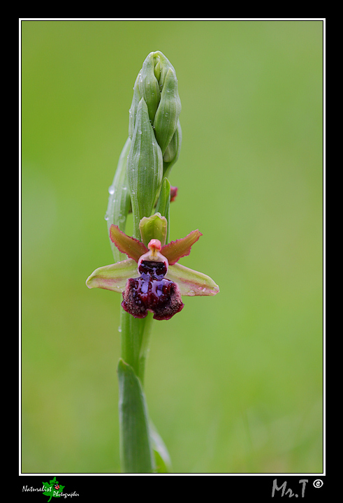 Ophrys garganica