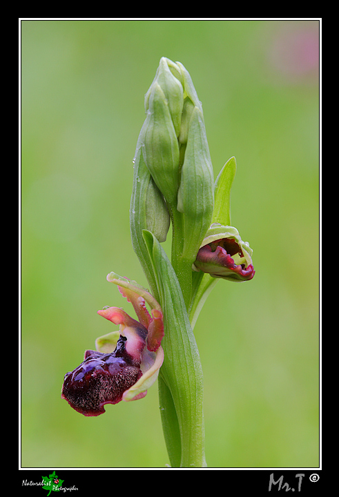 Ophrys garganica