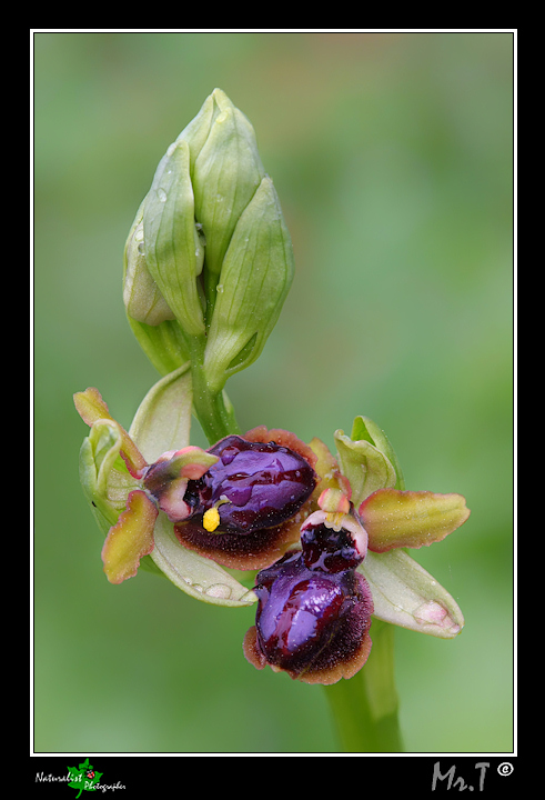 Ophrys garganica