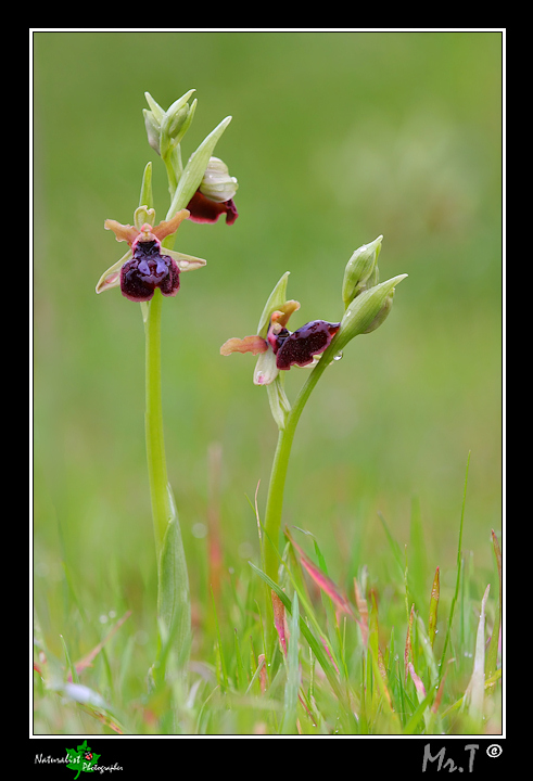 Ophrys garganica