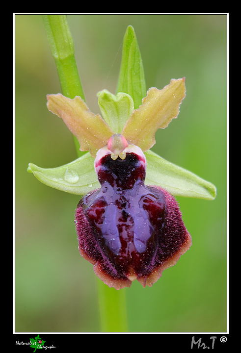 Ophrys garganica