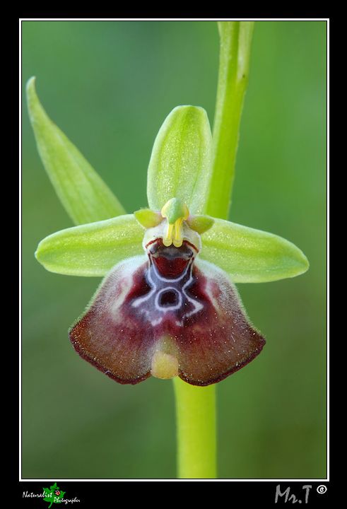 Ophrys lunulata & company