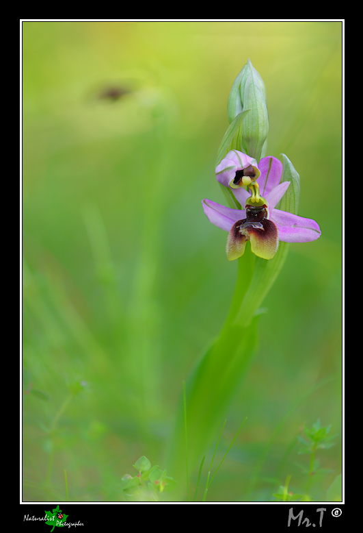 Ophrys xlidbergii .... in compagnia