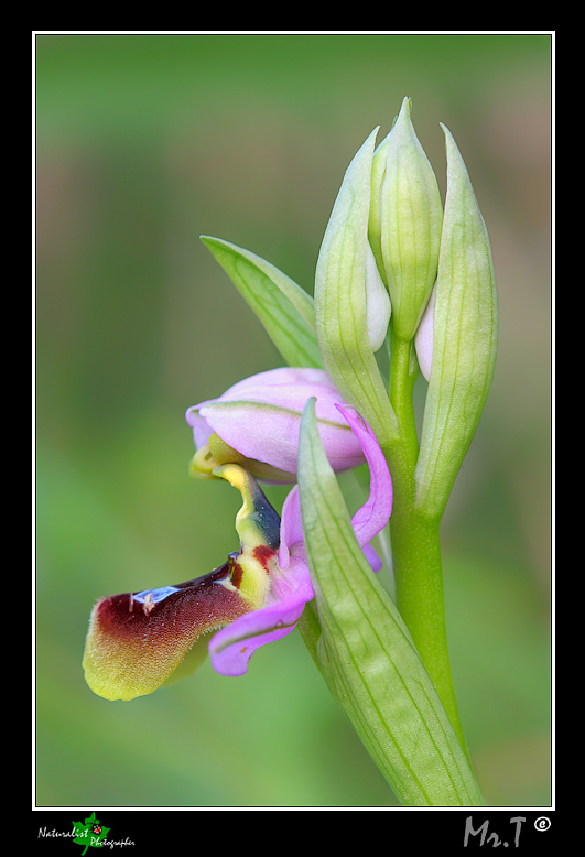 Ophrys xlidbergii .... in compagnia