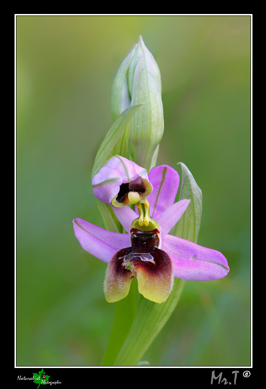 Ophrys xlidbergii .... in compagnia