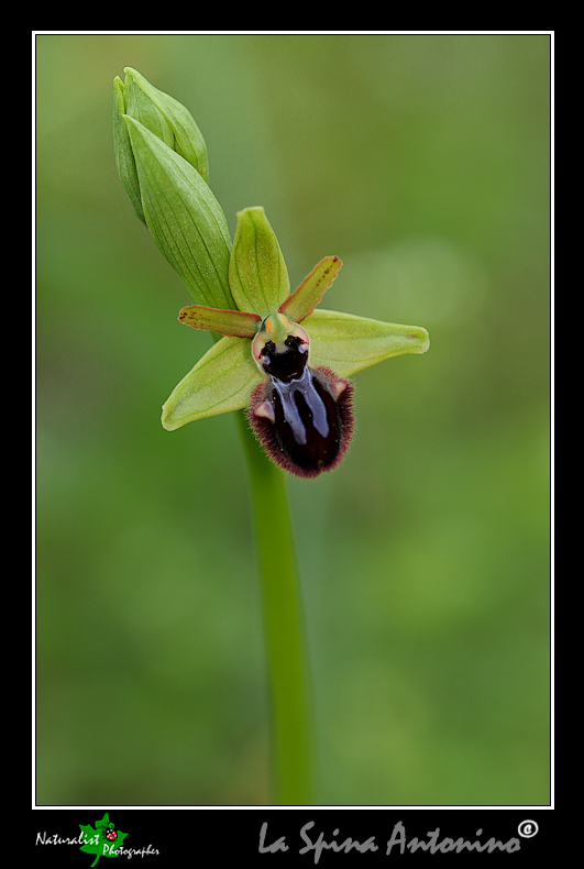 Dubbio determinazione!!! Ophrys incubacea.