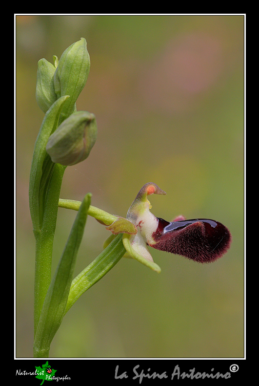 Dubbio determinazione!!! Ophrys incubacea.