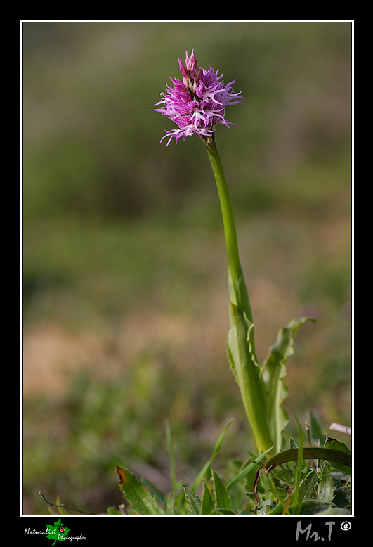 Ophrys, Orchis .... Un p di Orchidee!