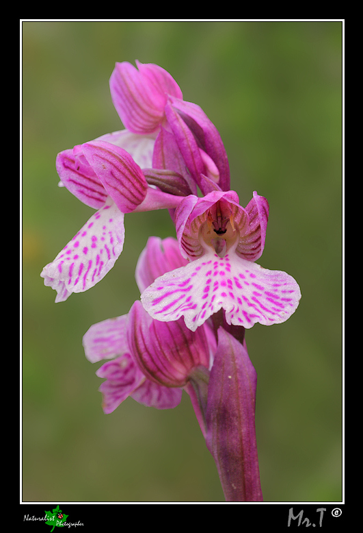 Tutte Orchis papilionacee???