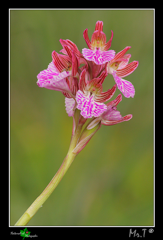 Tutte Orchis papilionacee???