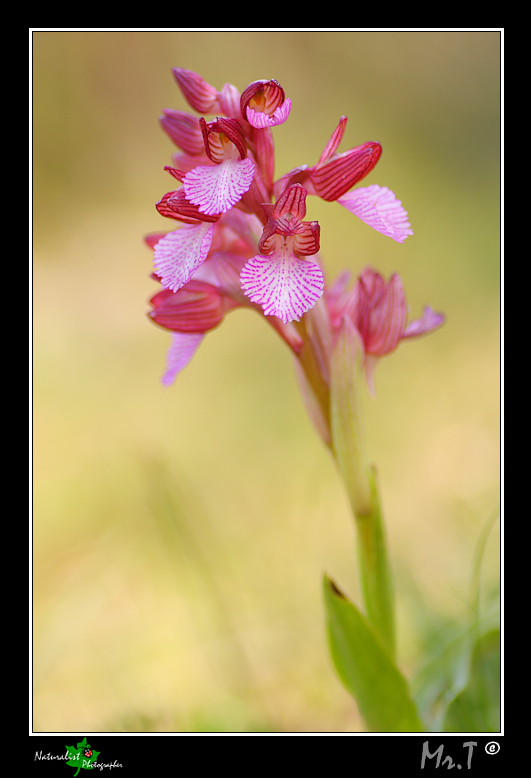 Tutte Orchis papilionacee???