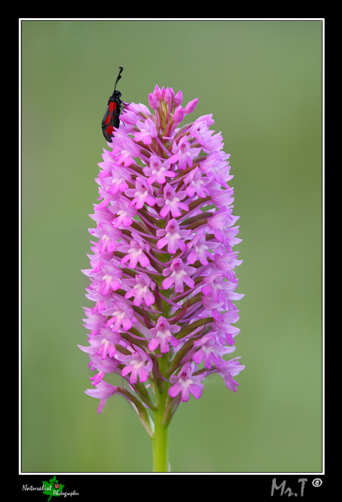 Orchis pyramidalis...con sorpresa!