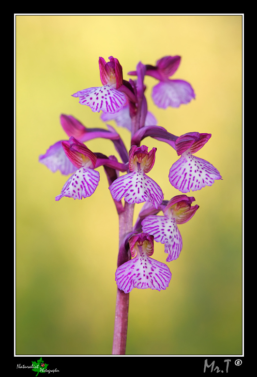 Orchis papilionacea sospetta!?!?