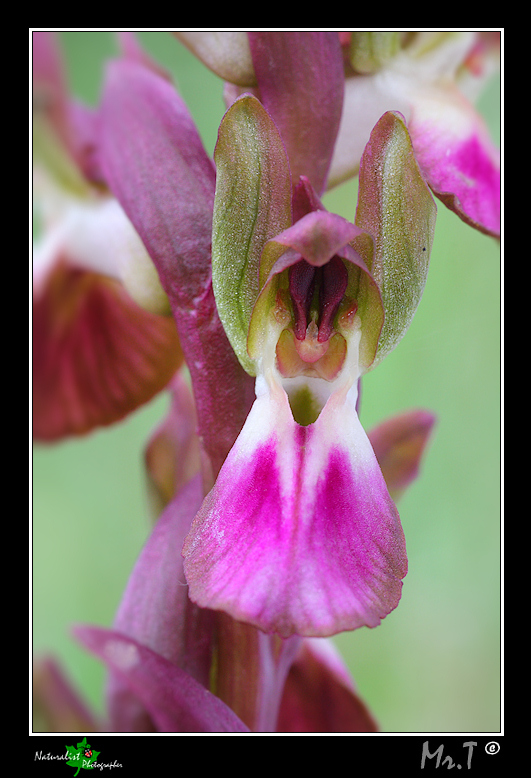 Orchis collina