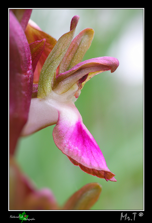 Orchis collina