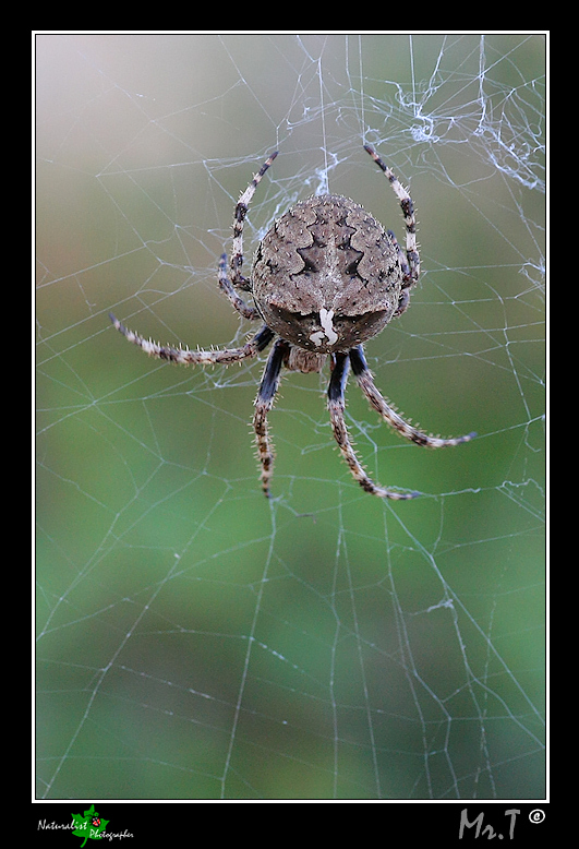 Araneus angulatus