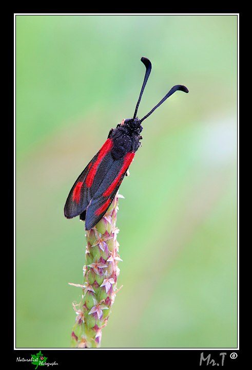 Che Zygaena ??? - Zygaena (Mesembrynus) punctum