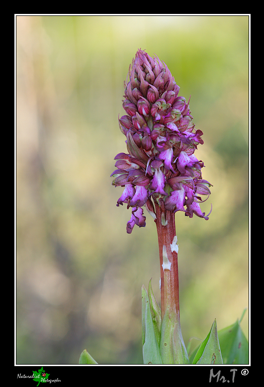 Barlia robertiana....le ultime!