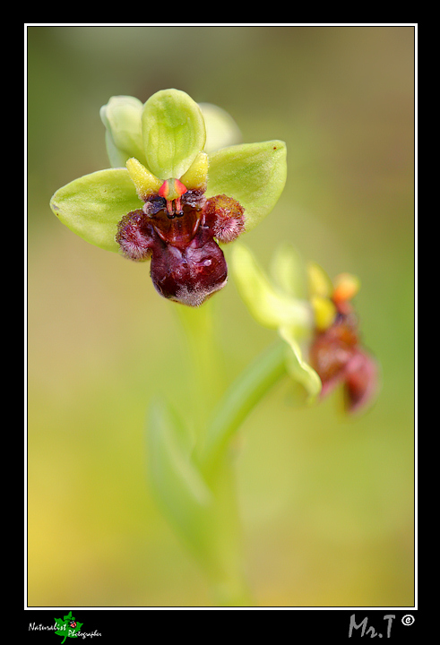 Ophrys bombyliflora.... e sorpresa!