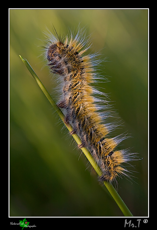 Bruco di Lasiocampa trifolii